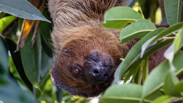 two-toed sloth