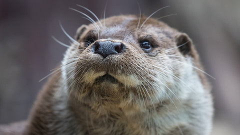 otter